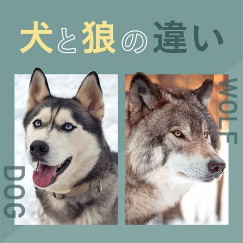 狼犬品種|犬種列表